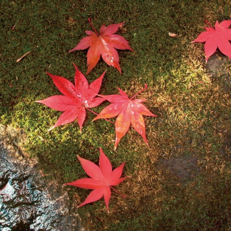 京町家のくらし 11月